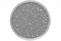 petridish