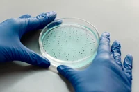 petridish