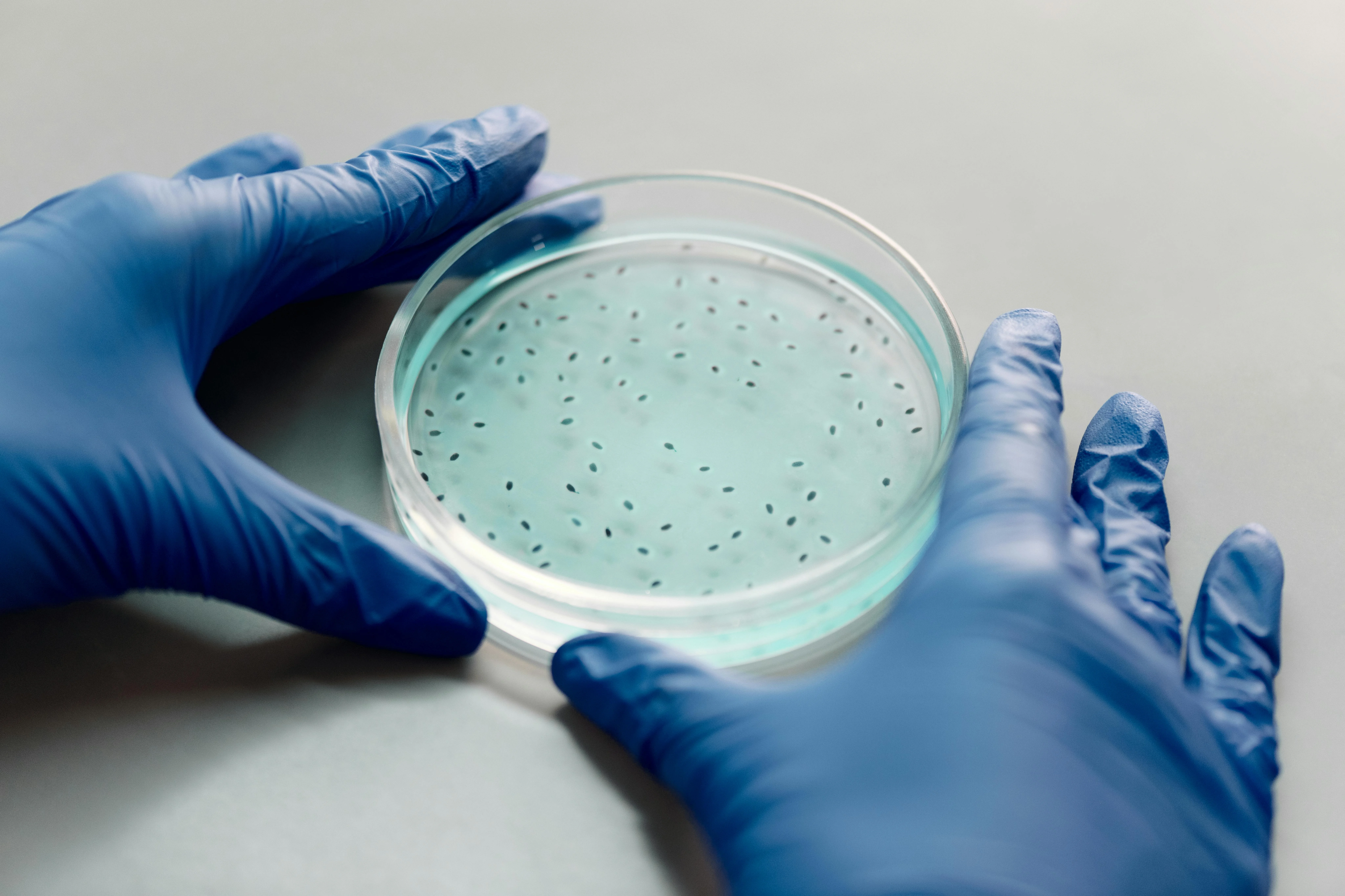petridish
